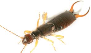 Earwigs