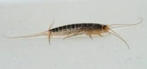 Silverfish