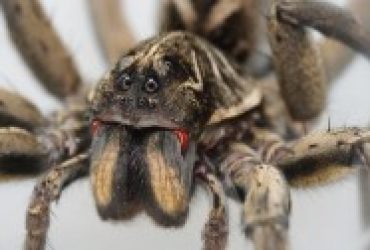 Wolf Spiders
