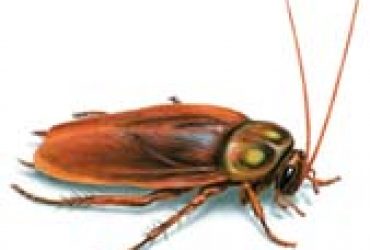 American Cockroach