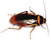 Australian Cockroach