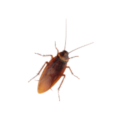 Cockroaches