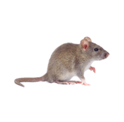 Rodents