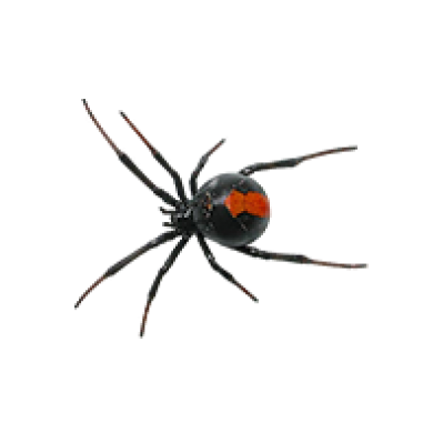 Spiders