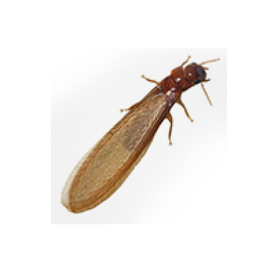 Termites