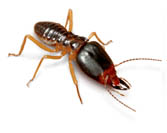 Termite