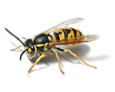 Wasps