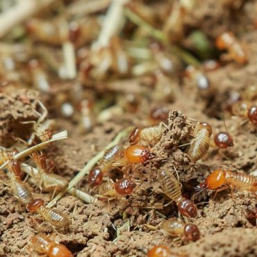 About Termites